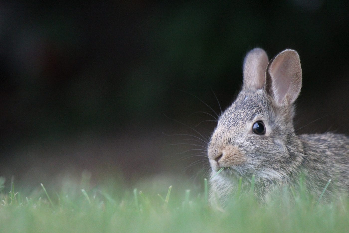 Bunny in grass