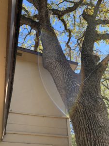 Large tree net to the home